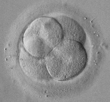 Эмбрион Человека Фото